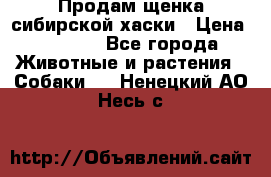 Продам щенка сибирской хаски › Цена ­ 8 000 - Все города Животные и растения » Собаки   . Ненецкий АО,Несь с.